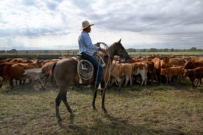 The American cattle ranching industry is blasting President Donald Trump’s proposal to purchase beef from Argentina in an effort to lower supermarket beef prices.
“This plan only creates chaos at a critical time of the year for American cattle producers, while doing nothing to lower grocery store prices,” Colin Woodall, CEO of the National Cattlemen’s Beef Association, said in a statement Monday. 
Wyoming-based cattle operation Meriwether Farms addressed Trump directly in a social media post Monday.
“We love you and support you — but your suggestion to buy beef from Argentina to stabilize beef prices would be an absolute betrayal to the American cattle rancher,” the farm wrote on X.
By midday Tuesday, the post had already received 4 million views. A representative for Meriwether Farms did not immediately respond to a request for comment. 
Trump floated purchasing beef from the South American nation Sunday aboard Air Force One to push down U.S. beef prices by increasing the overall supply. 
‘We would buy some beef from Argentina,’ he told reporters, ‘If we do that, that will bring our beef prices down.’
Beef prices have hit record highs this year, according to data from the Bureau of Labor Statistics,<strong> </strong>fueled in part by depleted herd counts and steady demand from U.S. consumers.
This post appeared first on NBC NEWS Trump’s Argentina beef import plan will harm U.S. ranchers, industry warns